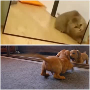 Dog vs Cat, Reactions on reflection in Mirror