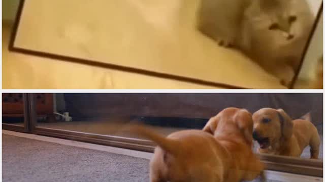 Dog vs Cat, Reactions on reflection in Mirror