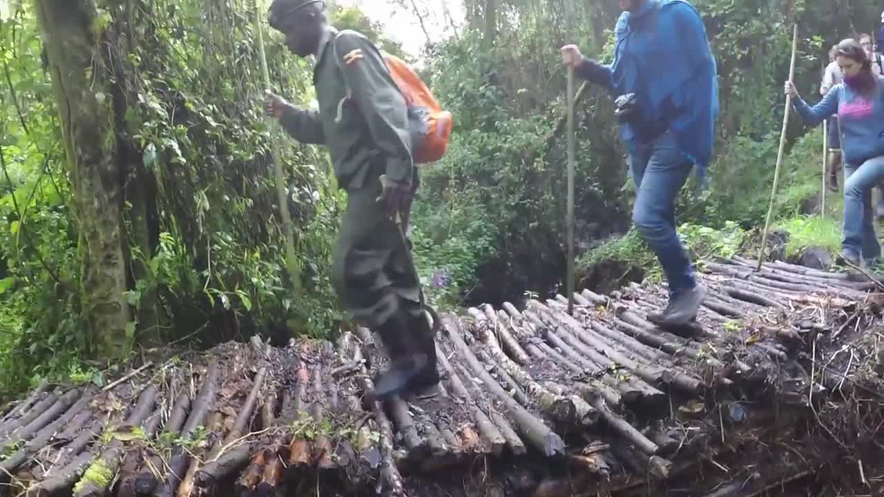 The great apes of uganda🤗