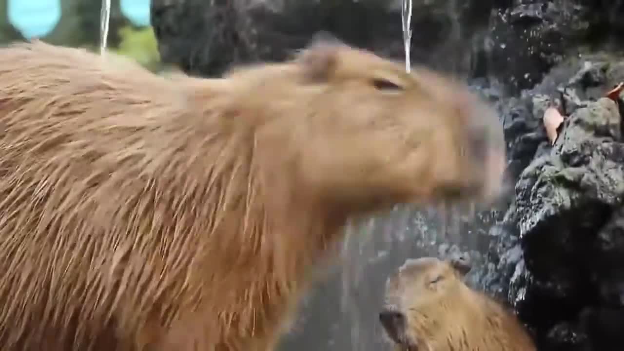 Baby Capybara Chilling