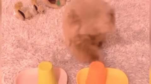 Best funny dog
