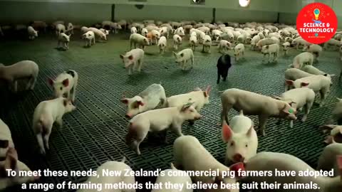 Wonderful out door pig farm