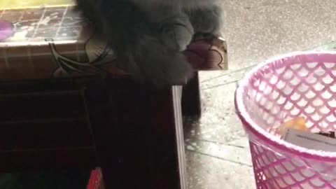 angry cat