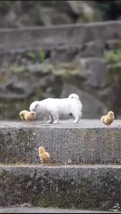 Funny and cute animals. Dog and chicks