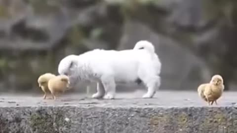 Funny and cute animals. Dog and chicks