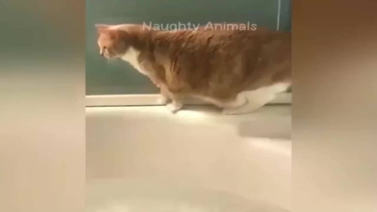 Trending Funny Animals😆😅 and cat funny video part 2🐱😸😾🐈