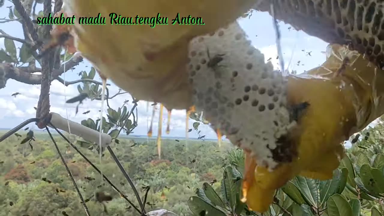 3rd harvest of Sialang rengas. #honey #original #forest #riau #