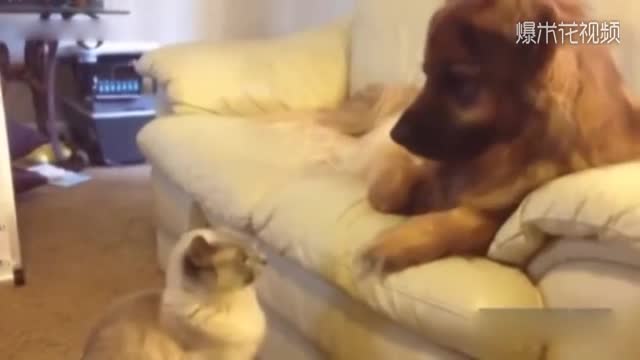 Cat bullying dog, cat funny video