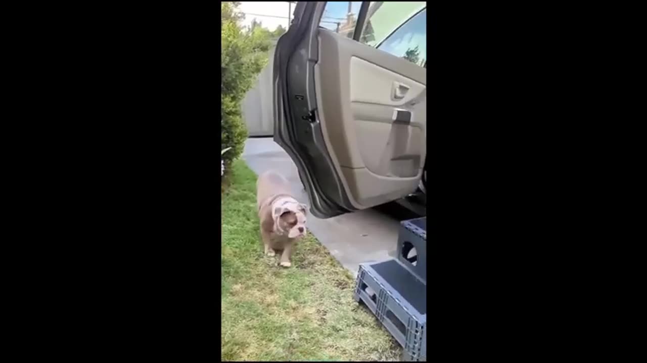 Funny Animal Videos 2024 😂 Funniest Dogs And Cats Videos