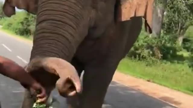 Wild elephant attack video