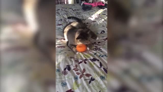 🐈​🐈​ how playful the kittens