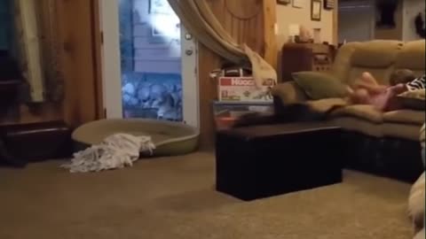 Pet Funny Clip PartAYCXW