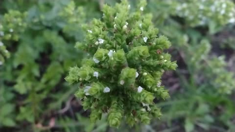 Stunning Geometry of Cilantro Seed Pods