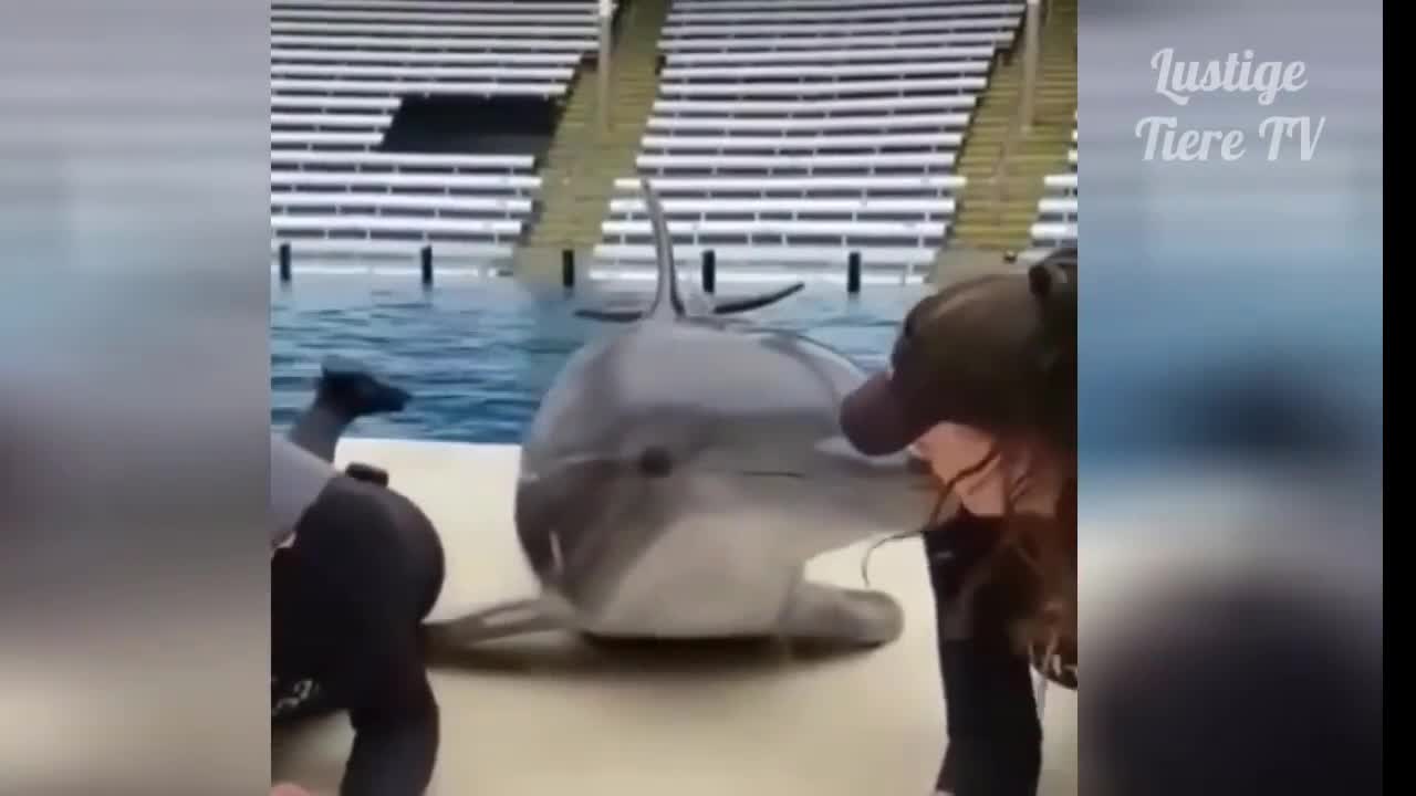 Dolphins sweet kiss funny animals