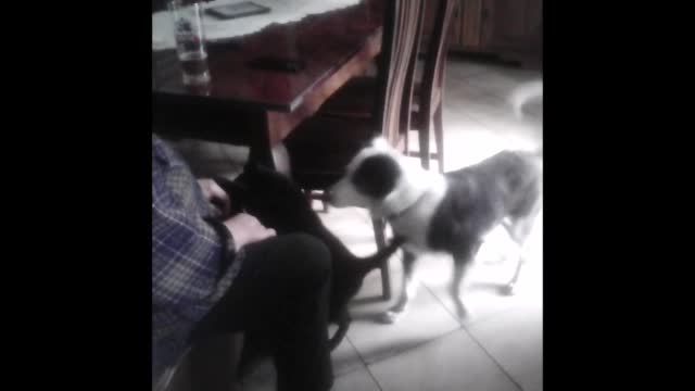 Cat attacks dog