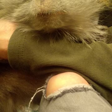 Monkey is ANNOYED by Humans accusations