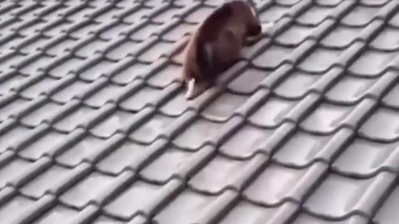 Animals funny video