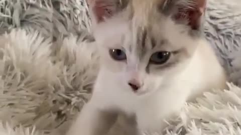 Cats cat chat 🐱