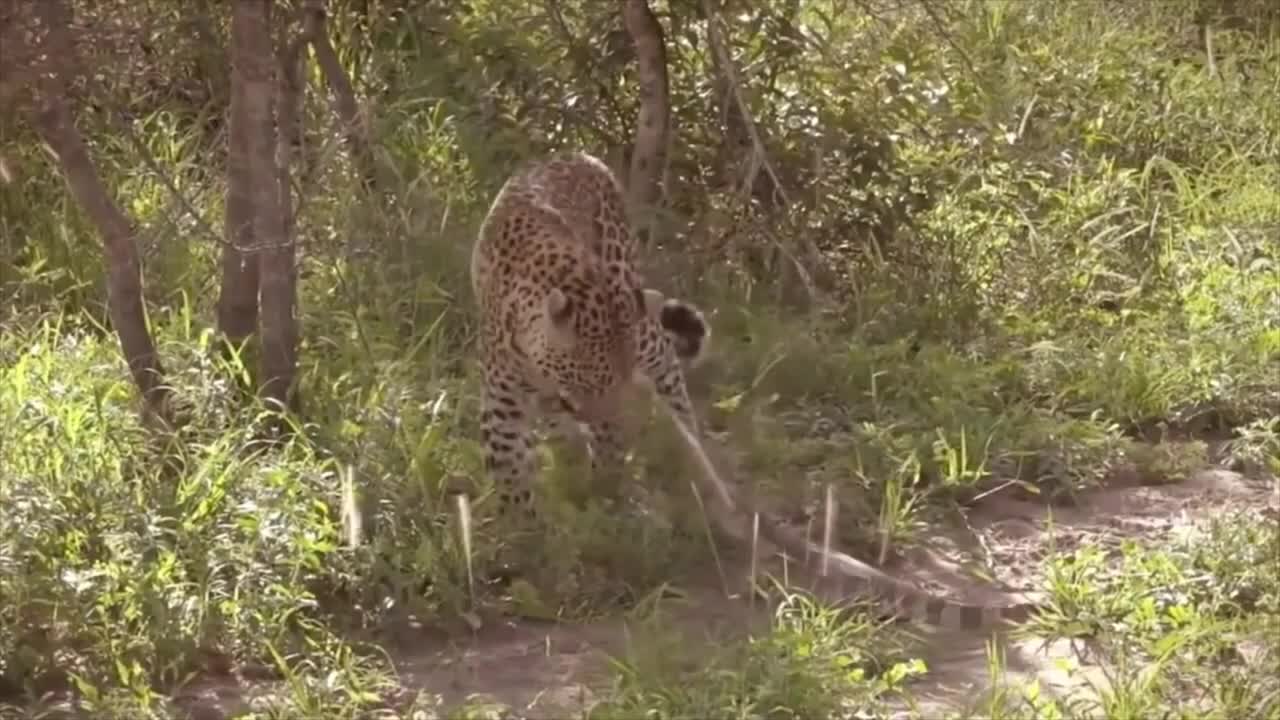 Leopard And Lizard Fighting In The Jungle