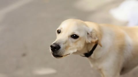 Thai dog standing on the cement floor, close up dog face