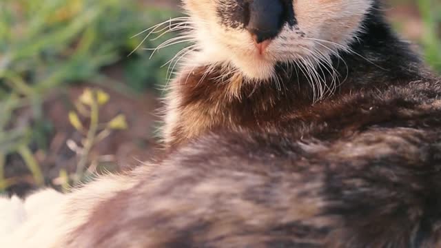 What The Best Cute Cat Pros Do (and You Should Too)