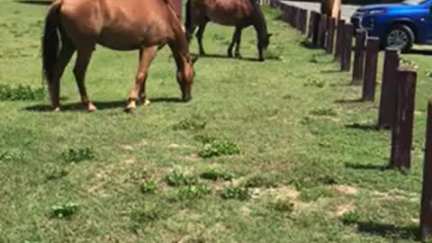 Hoses in vieques