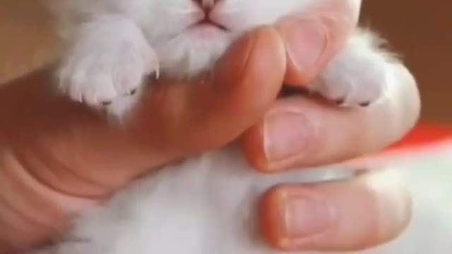 Cutest baby animals Videos Compilation Cute moment of the Animals episode : 23