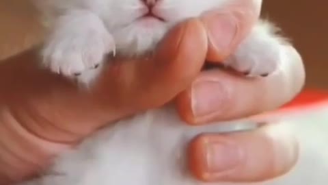 Cutest baby animals Videos Compilation Cute moment of the Animals episode : 23