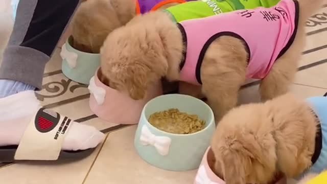 Nine little golden retrievers are eating together