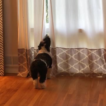 Howling dog pulls off the perfect "awooo"
