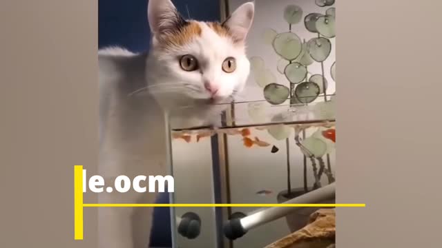 Cat funny movements video