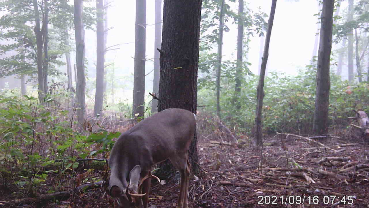 2021 trail cam video 6 point