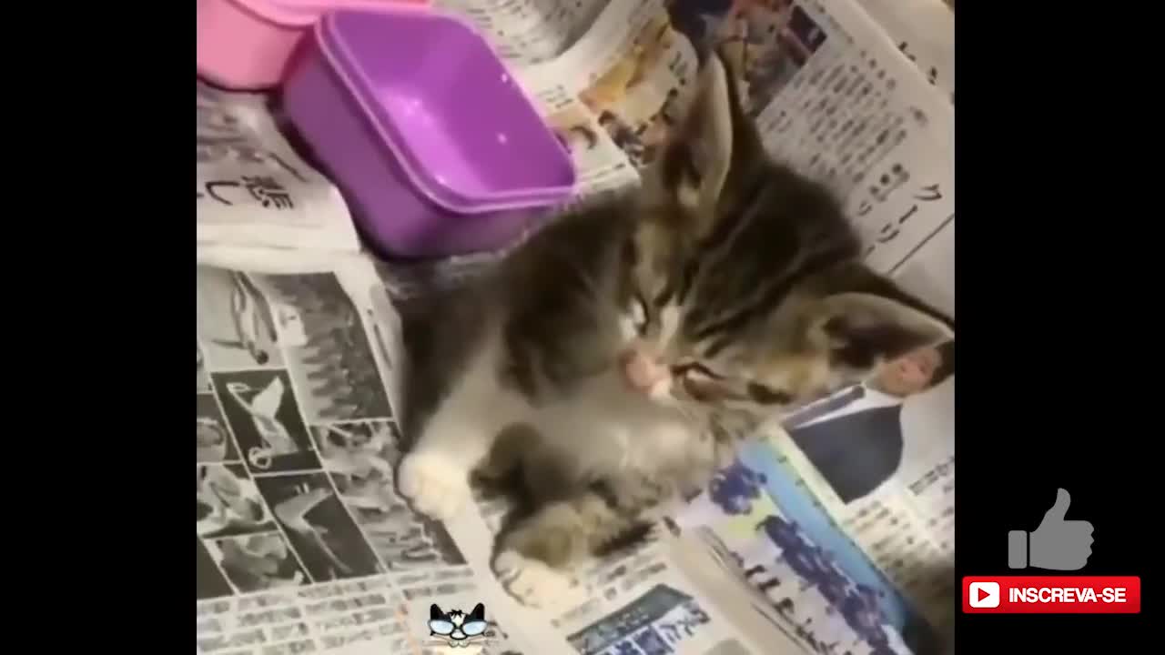 Funny baby kittens - cat lovers - 😹Funny Cats Life