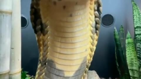 King cobra 🐍 snake