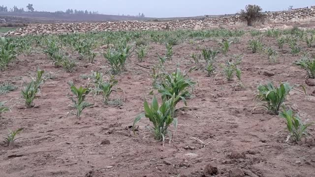 Hermosa lluvia en el campo