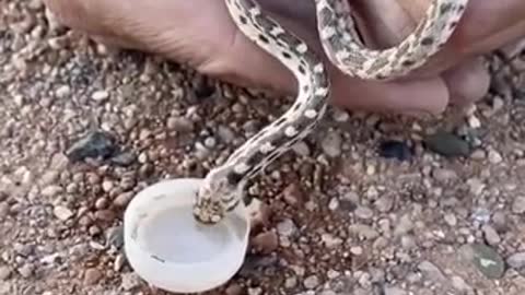 Found this little gopher snake on the road pouring water to refresh the snake