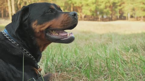 Dog in the forest on a sunny day