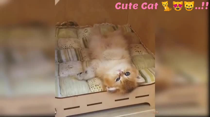 Funny Cute Cat 😸🐈😻..!!