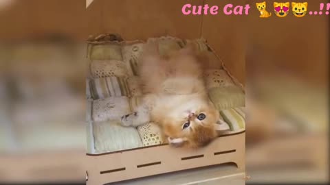 Funny Cute Cat 😸🐈😻..!!