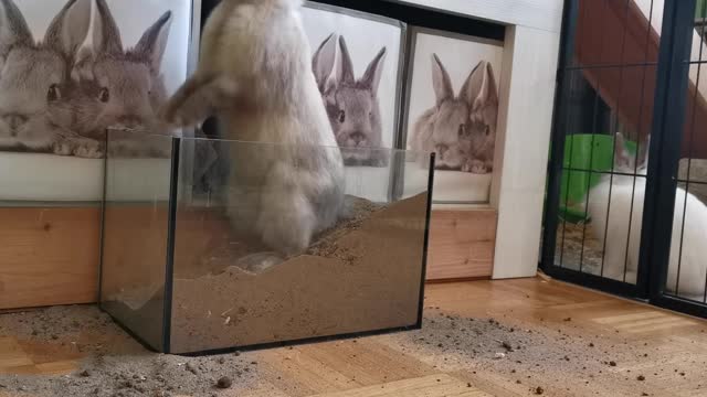 The wild rabbit is very big and pretty, but it is cute