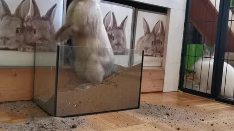 The wild rabbit is very big and pretty, but it is cute