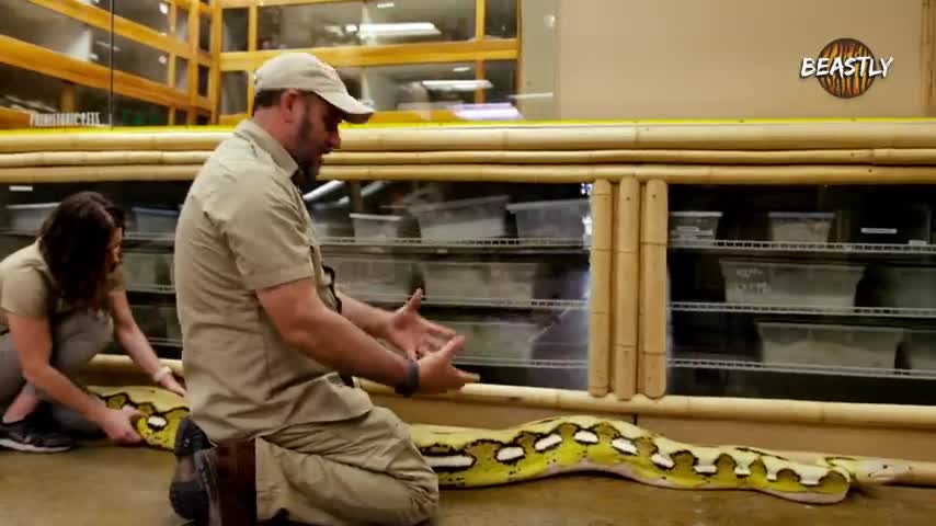 'Snake God' Wrestles 20ft Pythons | BEAST BUDDIES