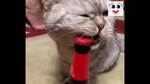 #Funny #pets #cats and #dogs #17