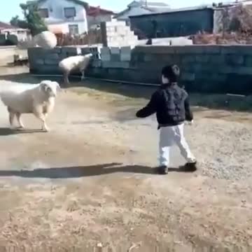 Child trains a goat