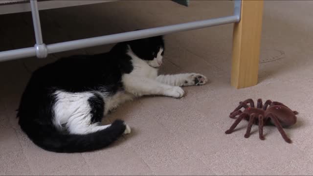 Cat vs Spider / See who Backs off from the Fight