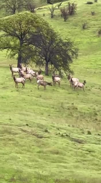 Donkey now identifies as an Elk 😂