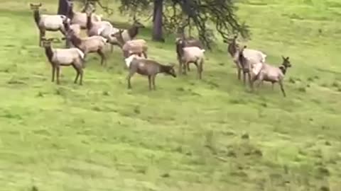 Donkey now identifies as an Elk 😂