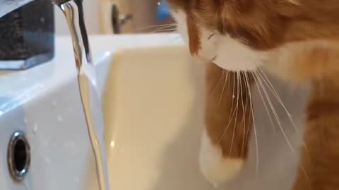 Cute cat🥰