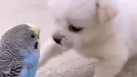 cute puppy