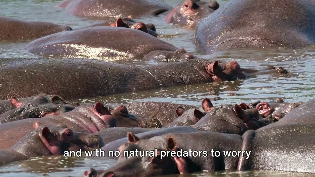 Hippo havoc: the unexpected legacy of Pablo Escobar